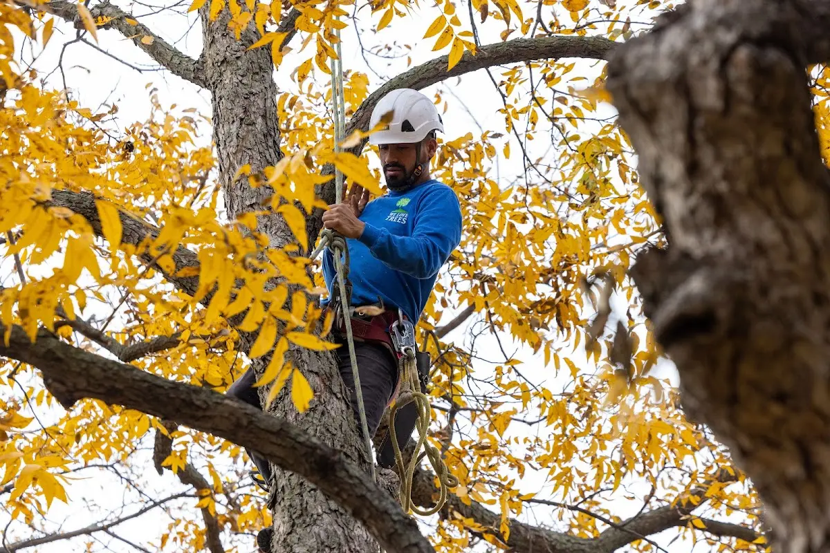 Skilled Tree Planting crew working in Delano